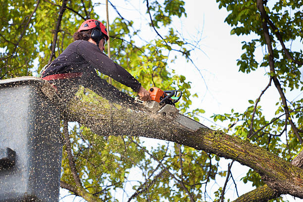 Best Affordable Tree Service  in Hardin, MT